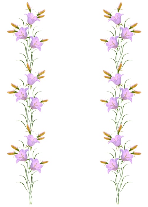 Preview: Bright Colorful Bellflow Flower On A White Background. Floral Background.