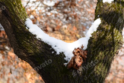 Preview: Snow Covered Tree Trunk