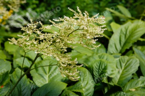 Preview: Rodgersia Pinnata Is A Species Of Flowering Plant In The Family Saxifragaceae In Garden