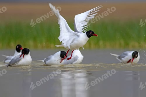 Preview: White Gulls. Blue Green Nature Background. Bird: Mediterranean Gull. Ichthyaetus Melanocephalus.