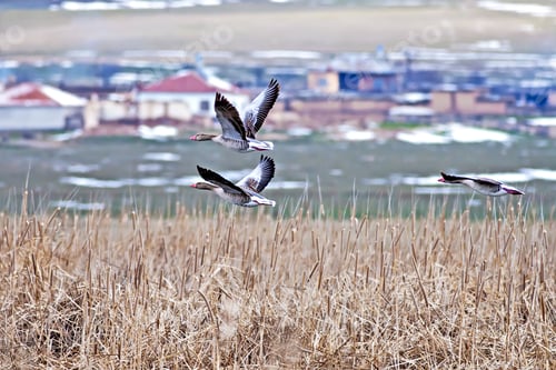 Preview: Flying Goose. Blue, Yellow And Green Nature Background. Birds: Greylag Goose. Anser Anser.