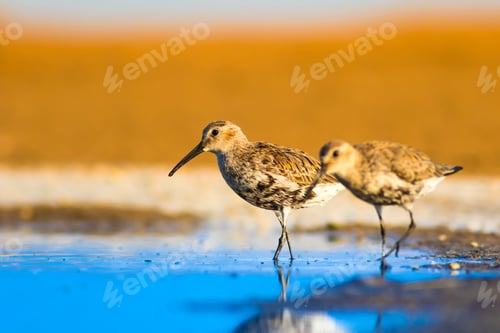 Preview: Cute Water Bird. Yellow Blue Nature Background. Curlew Sandpiper