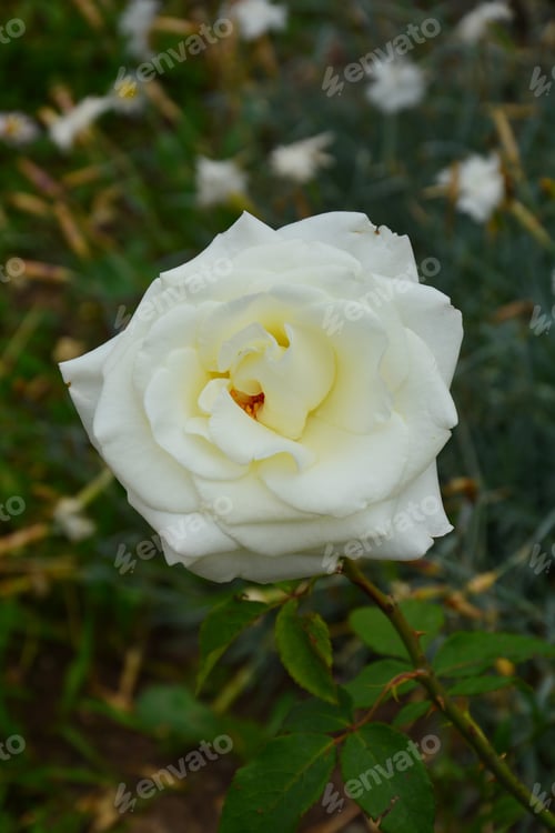 Preview: White Rose Blooming In The Garden