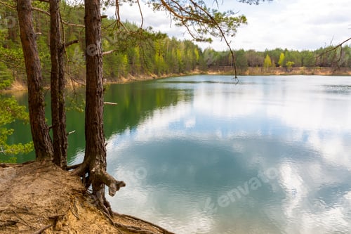 Preview: Landscape With Pine Tree Near Lake In Forest