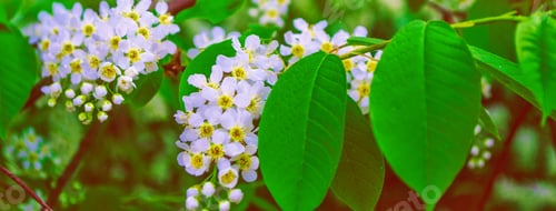 Preview: Blossoming Branch Cherry Tree. Bright Colorful Spring Flowers