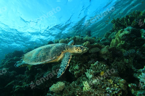 Preview: Hawksbill Sea Turtle On Coral Reef