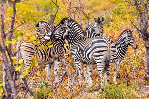 Preview: Zebras In The Kruger National Park, South Africa