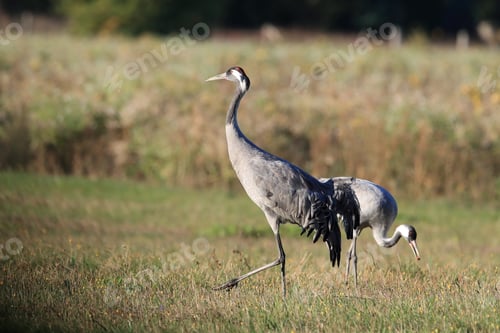 Preview: Common Cranes In The Field Mecklenburg Germany