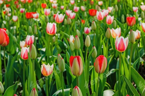 Preview: White And Red Flowers. Blooming Tulips In The Spring Garden. Tulips Early-Flowering Bulbous Plants