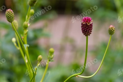 Preview: Sanguisorba Officinalis Is Medicinal Plant In Green Background.