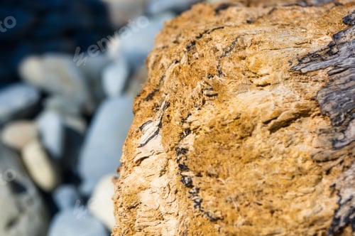 Preview: Driftwood, Washed Up By The Sea On A Pebble Beach