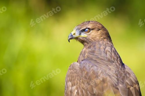 Preview: Hawk Portrait. Green Nature Background Long Legged Buzzard / Buteo Rufinus