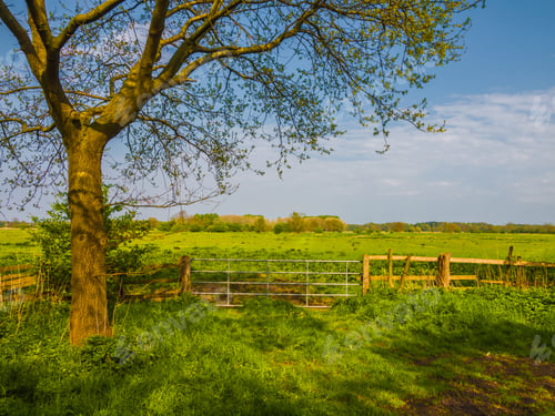 Preview: Water Meadow, Of The River Elbe, Hetlingen, Haseldorfer Marsch, Schleswig Holstein, Germany