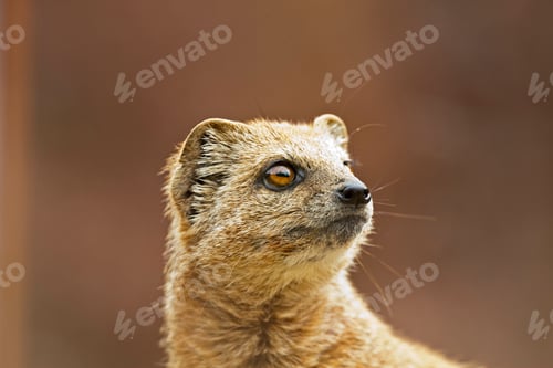 Preview: Close-Up Of A Yellow Mongoose In Zoo.