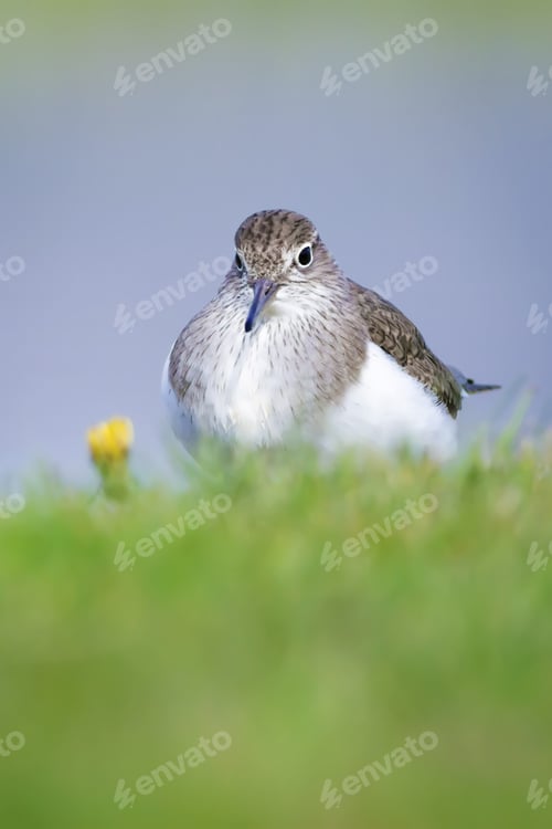 Preview: Cute Sandpiper. Green Nature And Lake Background Common Sandpiper / Actitis Hypoleucos