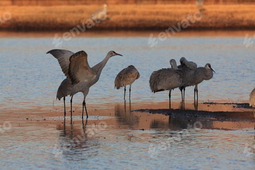 Preview: Sand Hill Crane (Grus Canadensis) At Bosque Del Apache National Wildlife Refuge