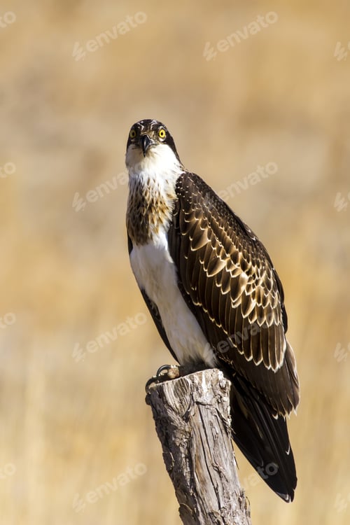 Preview: Bird Of Prey. Eagle Osprey. Yellow Nature Background. Eagle: Western Osprey. Pandion Haliaetus