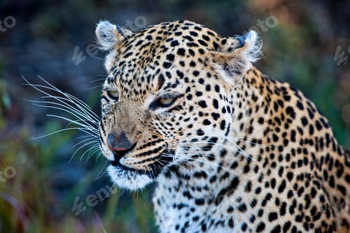 Preview: Leopard (Panthera Pardus) In The Okavango Delta, Botswana