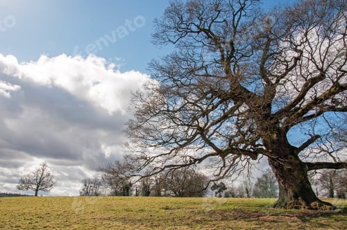 Preview: Old Oak Tree In A Springtime Meadow.