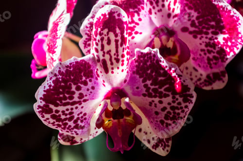 Preview: Background For A Greeting Card - Blooming Multicolored Orchids