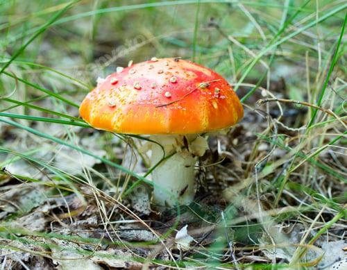 Preview: Fly Agaric Mushroom In The Forest Nature