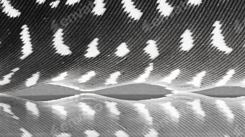Preview: Guinea Hen Feather With Dark Background
