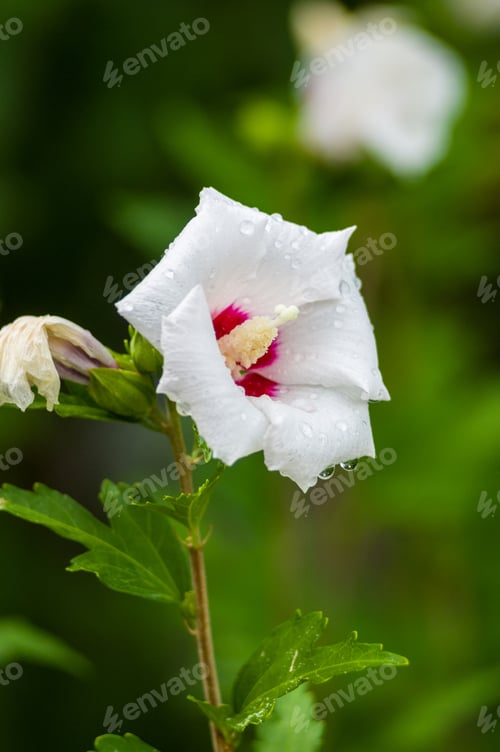 Preview: Bright Hibiscus Flower With Raindrops Blooming In The Tropical Garden, In Soft Focus On Natural