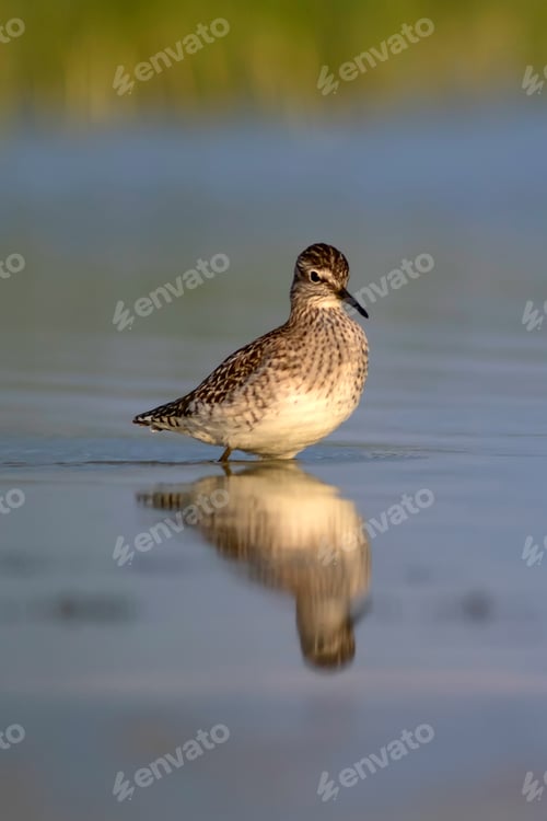 Preview: Cute Water Bird Wood Sandpiper. Water Nature Background. Bird: Tringa Glareola.