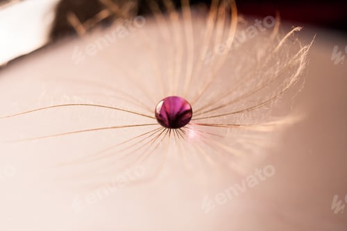 Preview: Macro, Abstract Composition With Colorful Water Drops On Dandelion Seeds