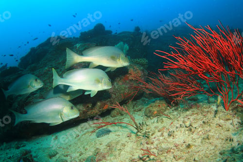 Preview: School Silver Sweetlips Fish