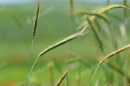 Preview: Wheat Ears Over Bokeh Nature Background