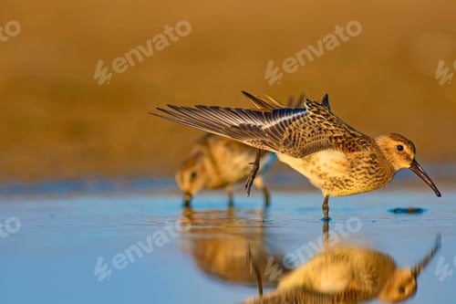Preview: Water Bird In Nature. Colorful Nature Background. Bird: Curlew Sandpiper.