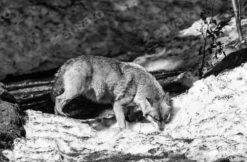 Preview: Wolf In The Bavarian Forest National Park, Bavaria, Germany