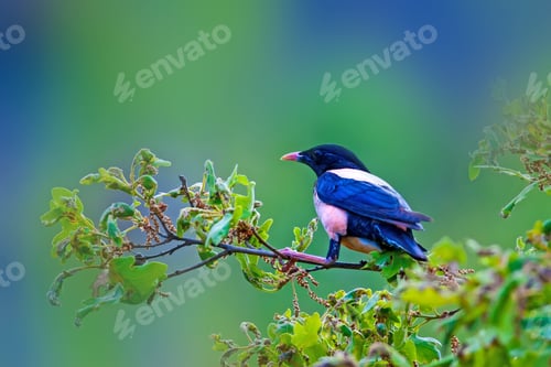 Preview: Rosy Starling. Pastor Roseus. Green Nature Background.