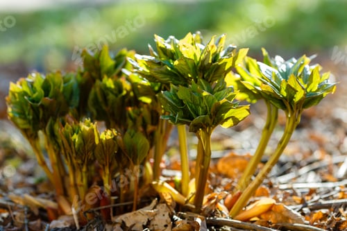 Preview: Young Peony Shoots In The Spring Garden