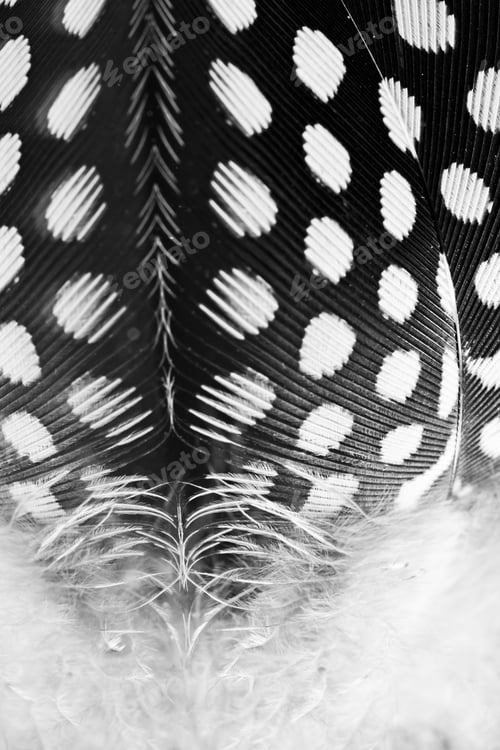 Preview: Guinea Hen Feather With Dark Background