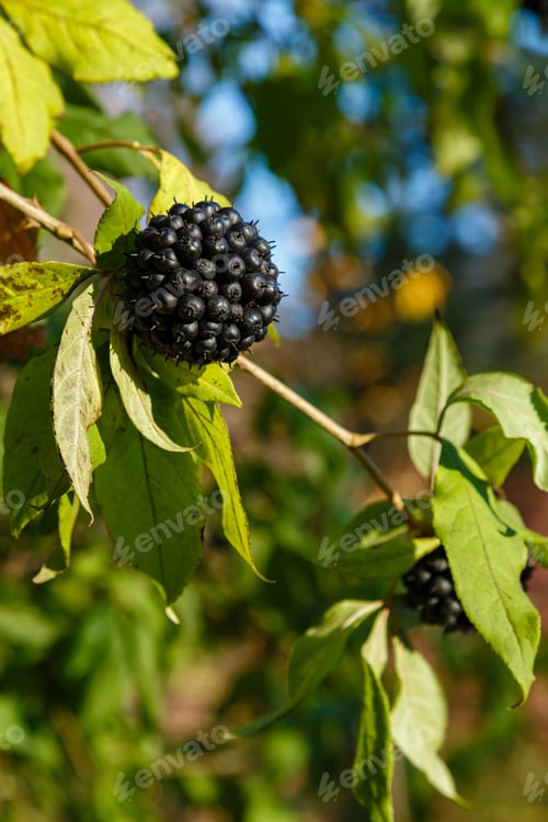 Preview: Berries Of Eleutherococcus Senticosus In Natural Background. Eleutherococcus Is A Genus Of Plants