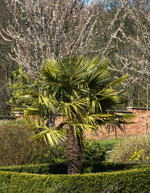 Preview: Palm Tree In Formal Gardens