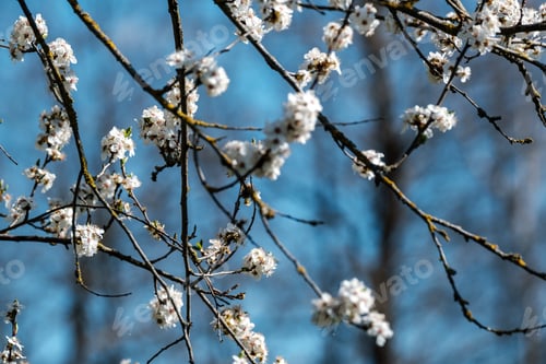 Preview: Cherry Tree Blossoms In Spring Against Blue Sky. Spring Holiday Mood