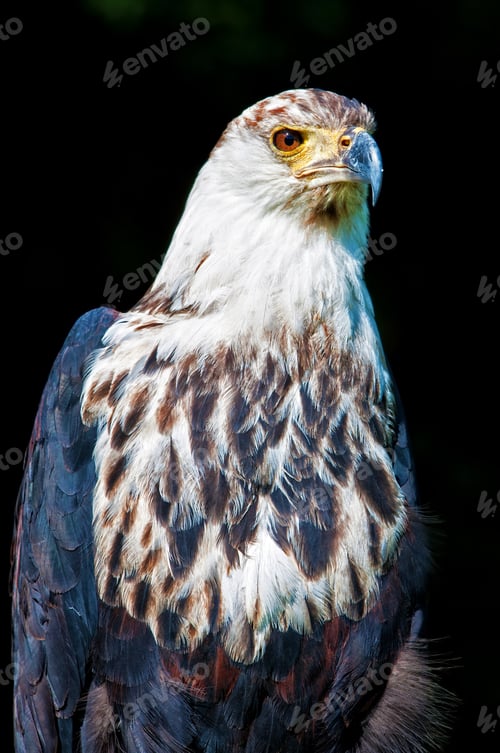Preview: African Fish Eagle