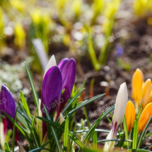 Preview: Beautiful Spring Background With Close-Up Of A Group Of Blooming Purple, Yellow, White Crocus