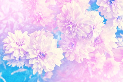 Preview: Blurred. Colorful Dahlia Flowers On A Background Of The Autumn Landscape