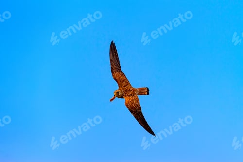 Preview: Flying Kestrel. Blue Sky Background. Bird: Lesser Kestrel. Falco Naumanni