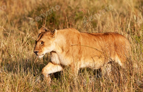 Preview: African Lioness In The Maasai Mara National Park, Kenya