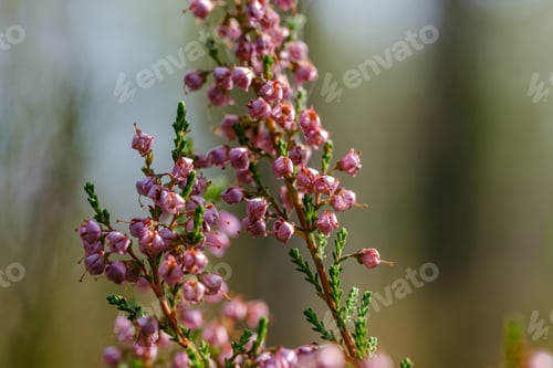 Preview: Heather Flowers Blooming Isolated On Blur Green Background In Forest
