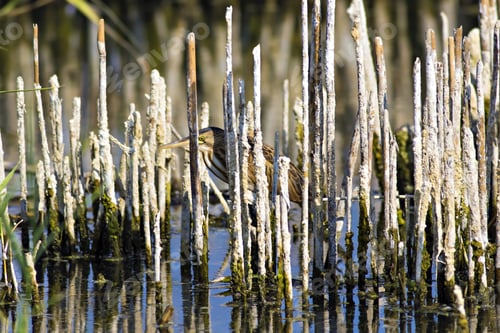 Preview: Squacco Heron, Ardeola Ralloides. Yellow Common Water Bird. Yellow Blue Nature Habitat Background.
