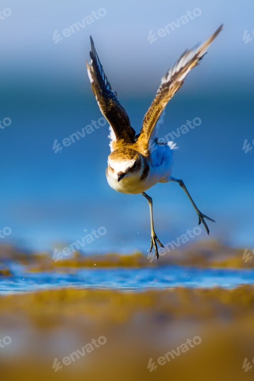 Preview: Cute Bird Plover. Blue Sea And Yellow Sand Nature Background. Kentish Plover Charadrius Alexandrinus