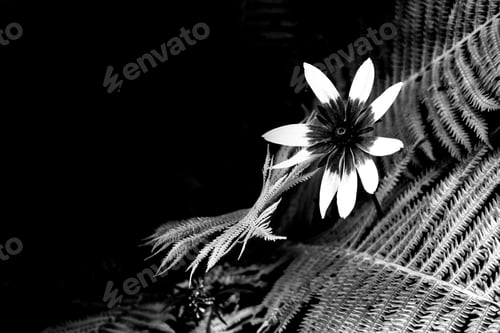 Preview: Rudbeckia Flower And Fern Leaves Isolated On Black Background.