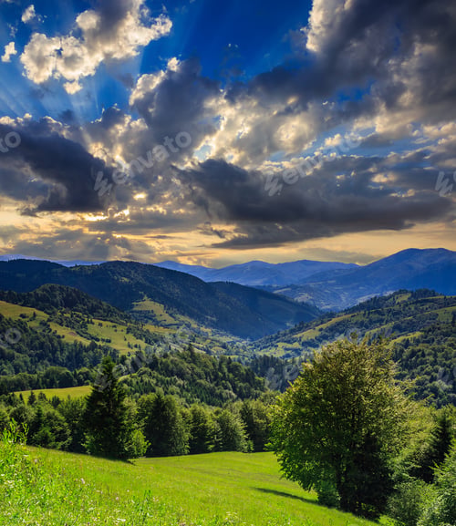 Preview: Coniferous Forest On A Steep Mountain Slope
