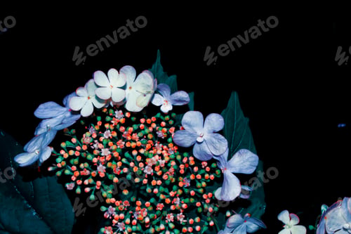 Preview: Blossoming Branch Viburnum. Bright Colorful Spring Flowers. Beautiful Nature Scene